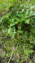 Tauschia hartwegii