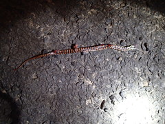 Helicops leopardinus