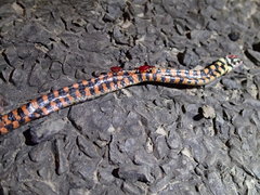 Helicops leopardinus