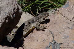 Copahue Chuckwalla photo 3