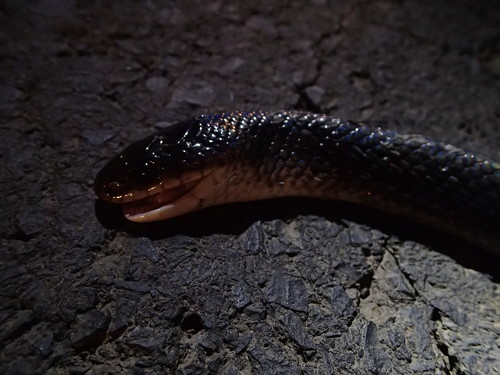 Boiruna maculata