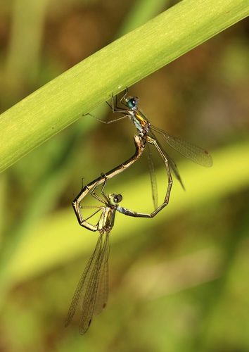 Small Spreadwing