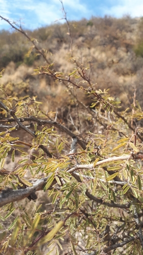 Image of Senegalia gilliesii by (c) Nahuel Di Marco, some rights reserved (CC BY)