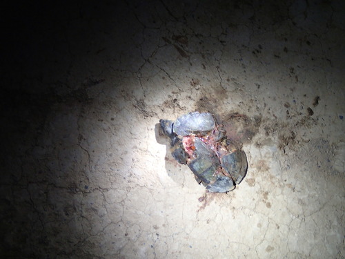 Kinosternon scorpioides