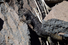 Copahue Chuckwalla photo 4