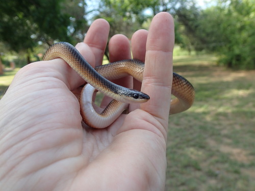 Mussurana bicolor