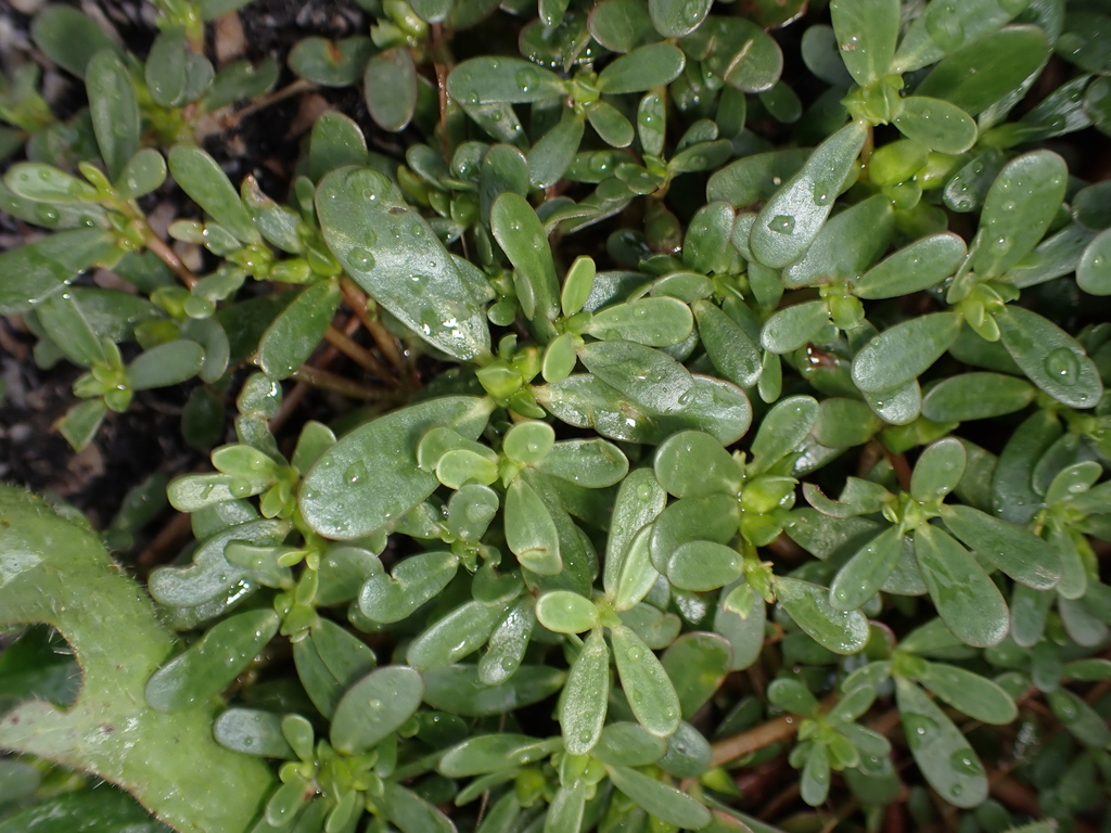 Common Purslane from Seine-Maritime, Haute-Normandie, France on August ...