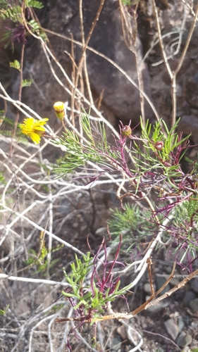 Senecio subulatus, photograph 6