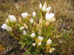 Gentianella bellidifolia