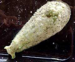 Dolabrifera ascifera