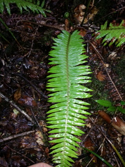 Plagiogyria pectinata