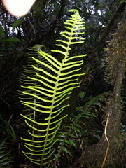 Plagiogyria pectinata