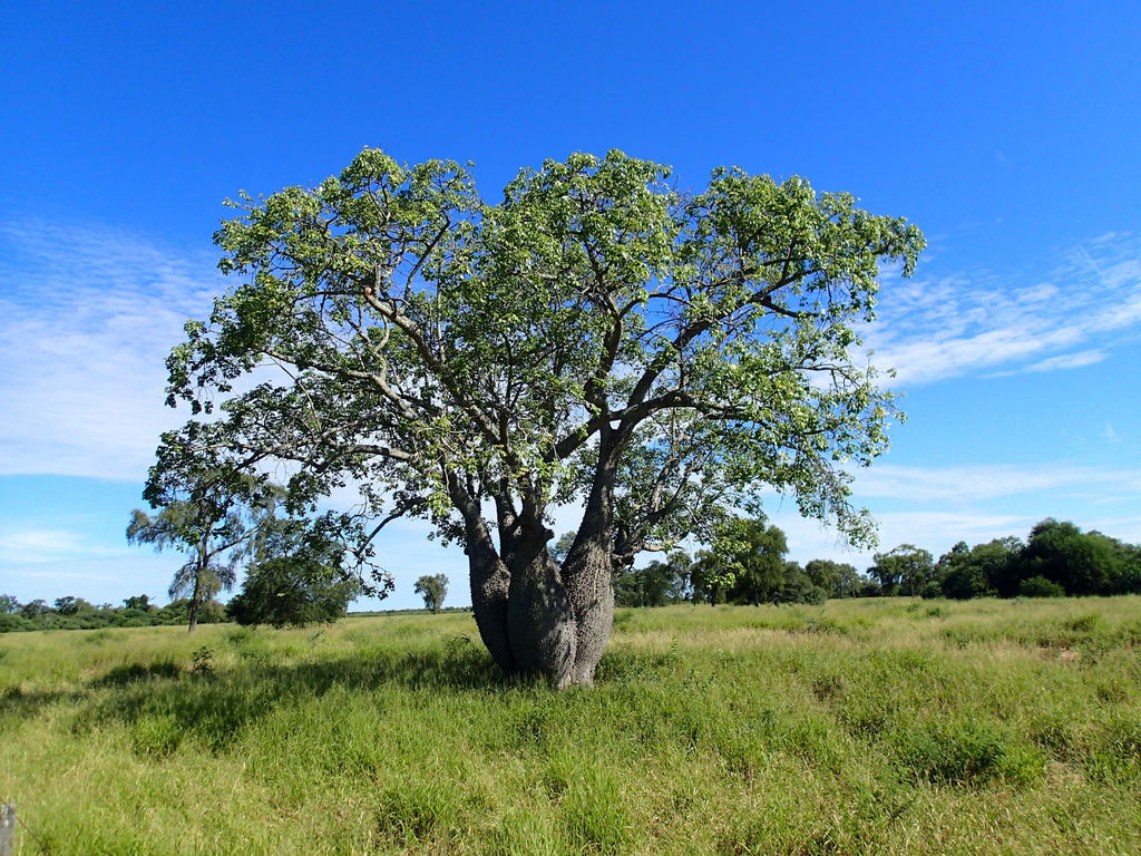 Chorisia insignis Kunth 2