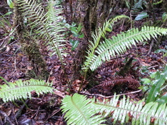 Plagiogyria pectinata