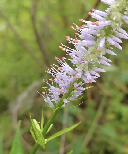 Siberian veronicastrum