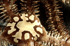 Ophiocoma echinata