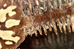 Ophiocoma echinata