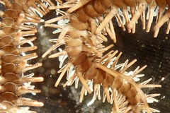 Ophiocoma echinata