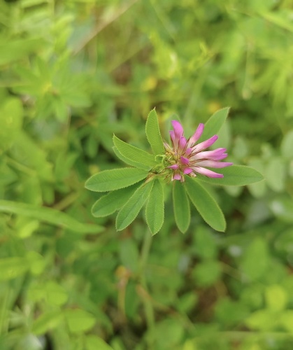 lupine clover