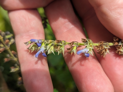 Image of Salvia xalapensis by (c) Alan Rockefeller, some rights reserved (CC BY)