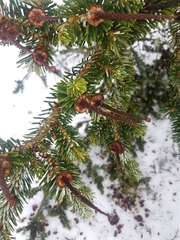 Abies homolepis