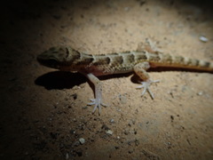 Homonota septentrionalis