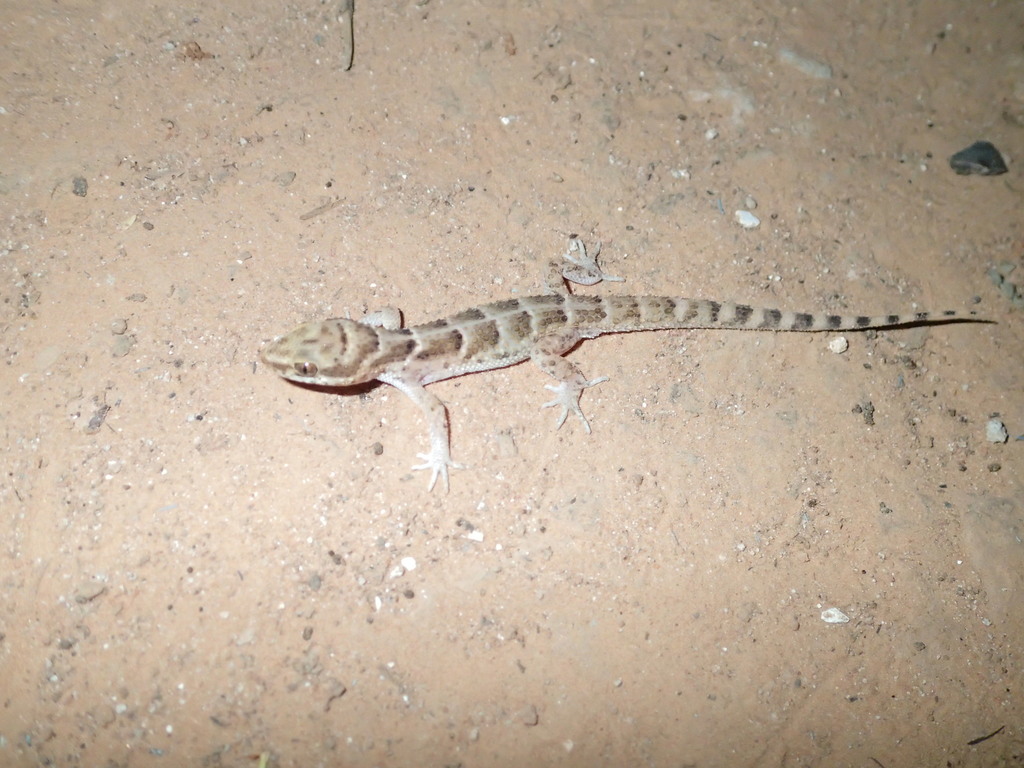 Northern Broad-Headed Gecko