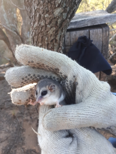 White-bellied Fat-tailed Mouse Opossum