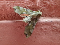 Callionima grisescens