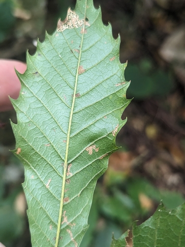Quercus corrugata