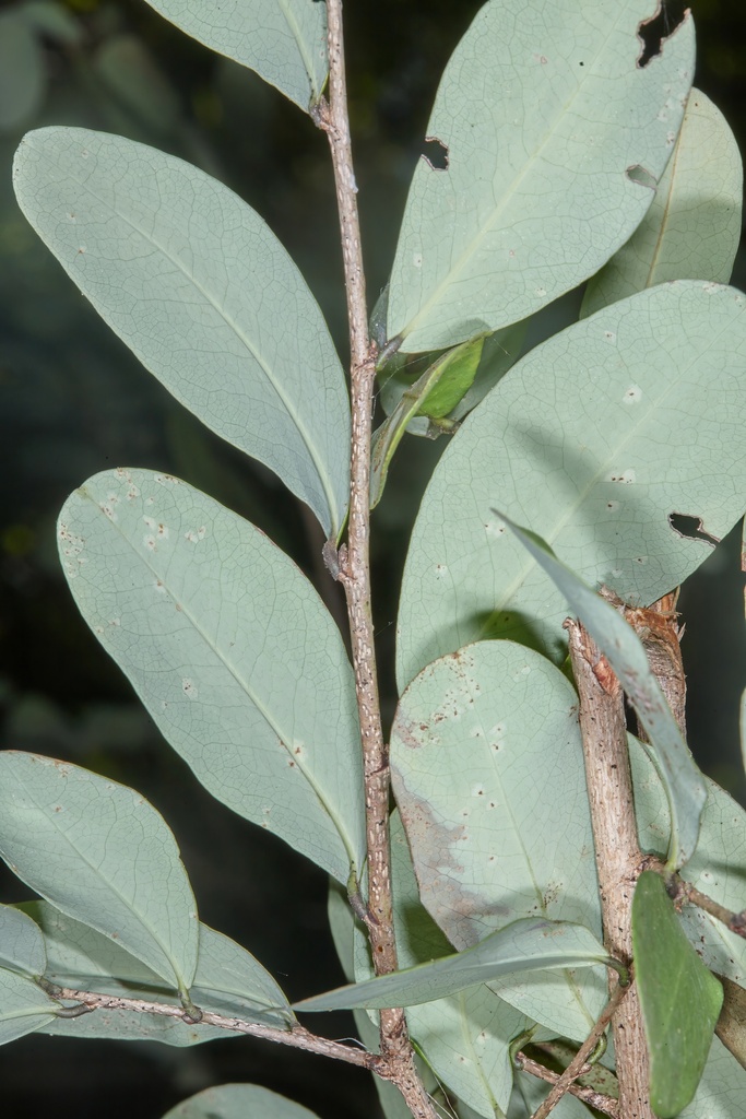 Erythroxylum havanense from Reserva Natural Isla Juan Venado, Dept ...