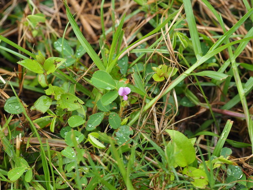 Image of Grona heterophylla by no rights reserved
