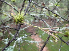 Tillandsia loliacea