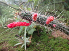 Cleistocactus baumannii