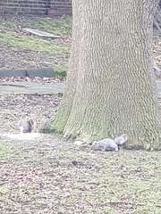 Sciurus carolinensis