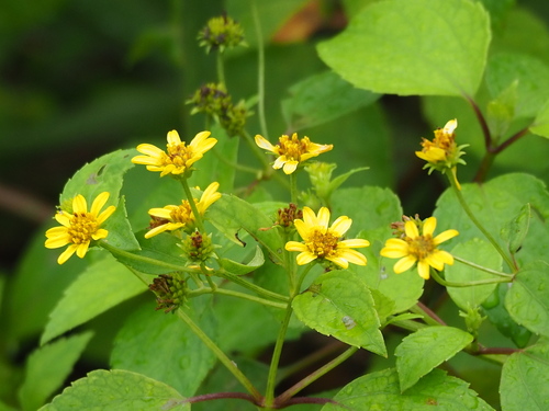 Melanthera biflora iNat (1)