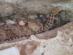 Homonota septentrionalis