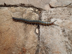 Scolopendra viridicornis