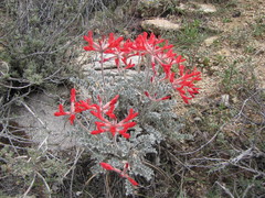 Astragalus coccineus