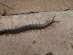 Scolopendra viridicornis
