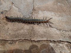 Scolopendra viridicornis