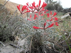 Astragalus coccineus