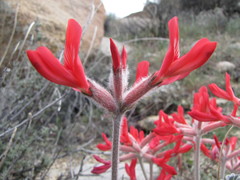 Astragalus coccineus
