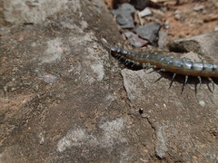 Scolopendra viridicornis