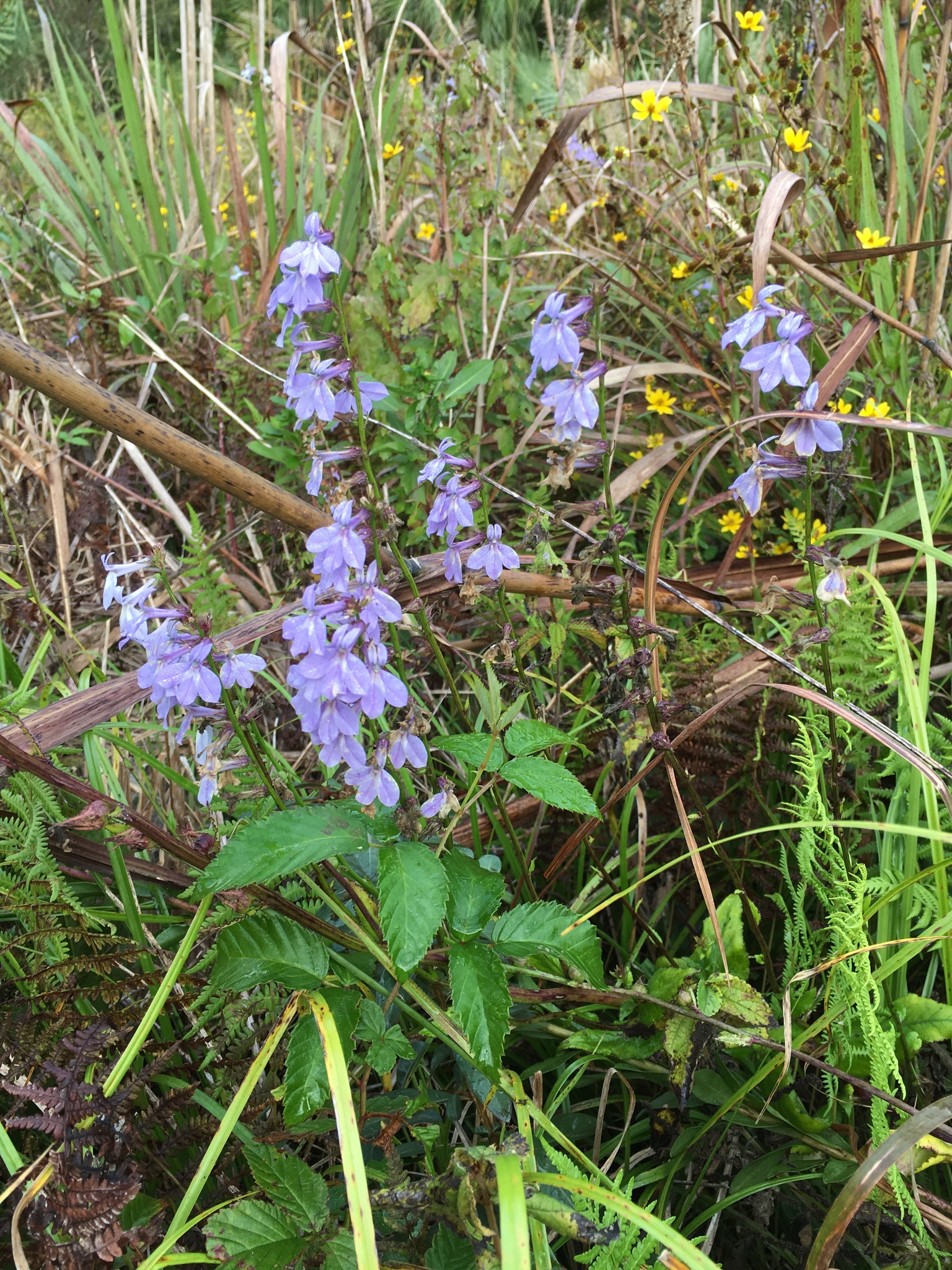 Lobelia georgiana