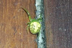 Araneus unanimus