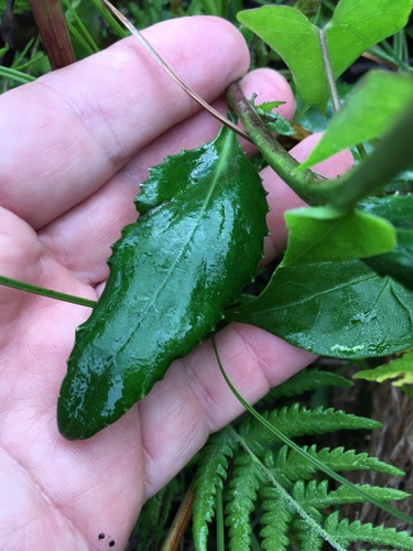 Lobelia georgiana image