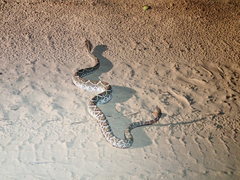 Crotalus durissus