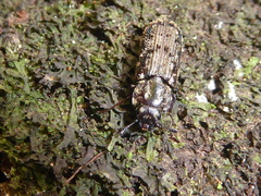 Phanodesta nigrosparsa