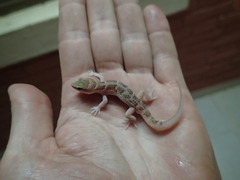 Homonota septentrionalis